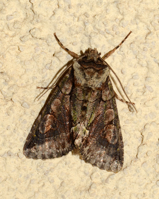 Noctuidae Allophyes corsica ?